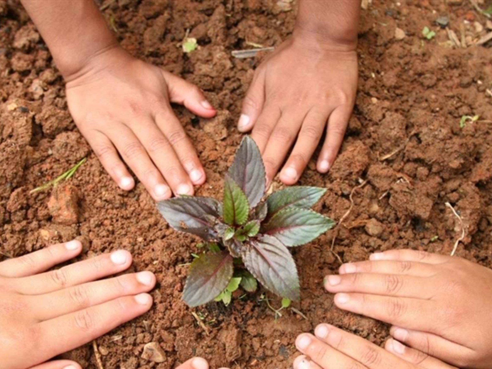 Kidsclub: Tree Planting Day in the Forest Garden 🌱
