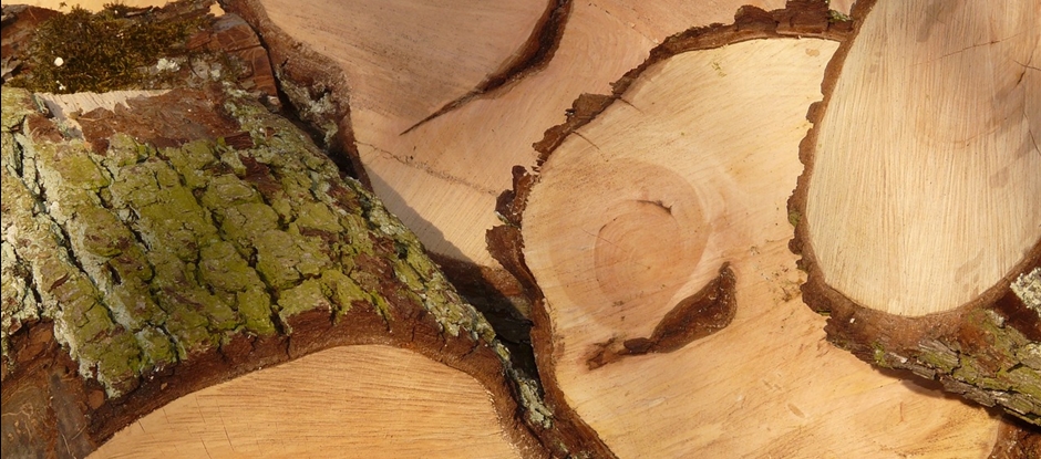 Houtwerf tour & birdhouse workshop
