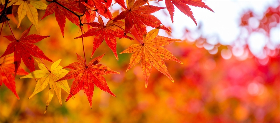 Kidsclub: Autumn safari