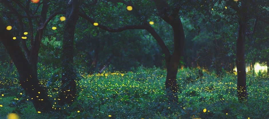 Lantern light walk (Lichtjestocht)