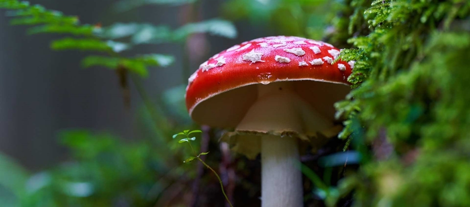 Mushroom excursion